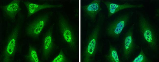 Cdc6 Antibody - BSA Free