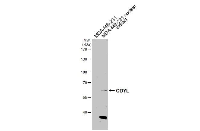 CDYL Antibody - BSA Free