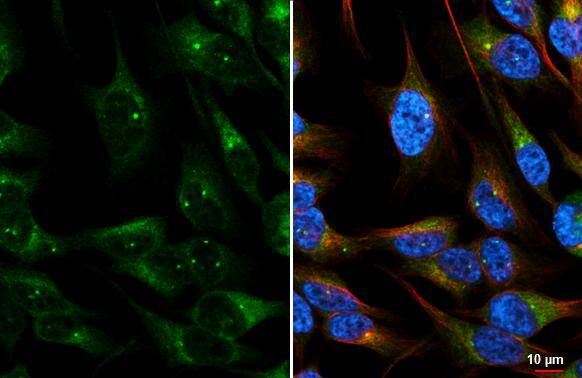 CEP57 Antibody - BSA Free