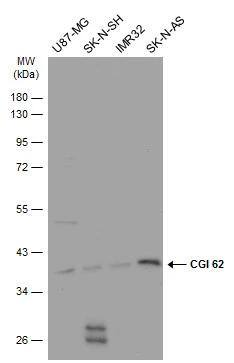CGI 62 Antibody