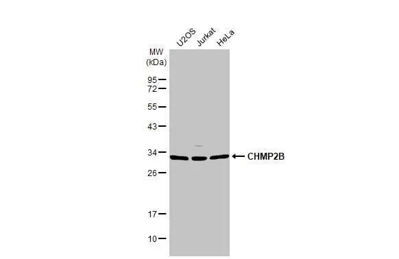 CHMP2B Antibody