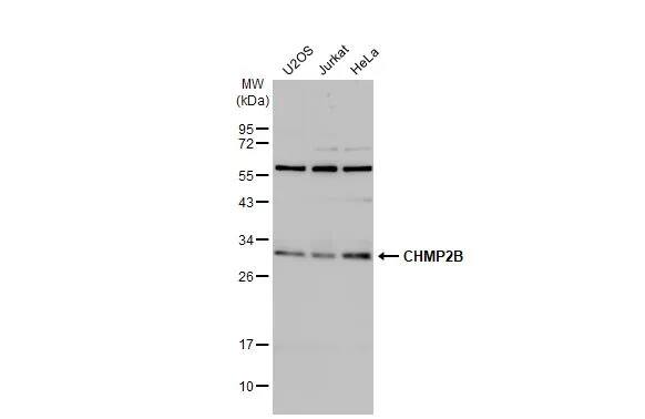 CHMP2B Antibody