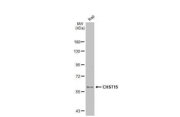 Carbohydrate Sulfotransferase 15/CHST15 Antibody