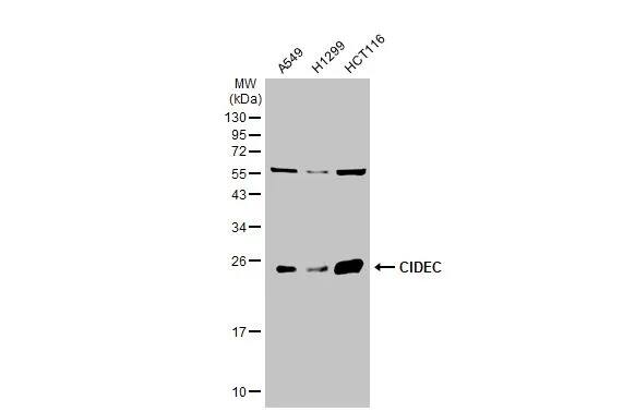 CIDEC Antibody