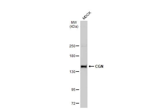 Cingulin Antibody
