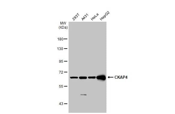 CKAP4/p63 Antibody