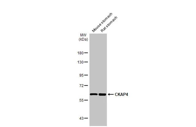 CKAP4/p63 Antibody