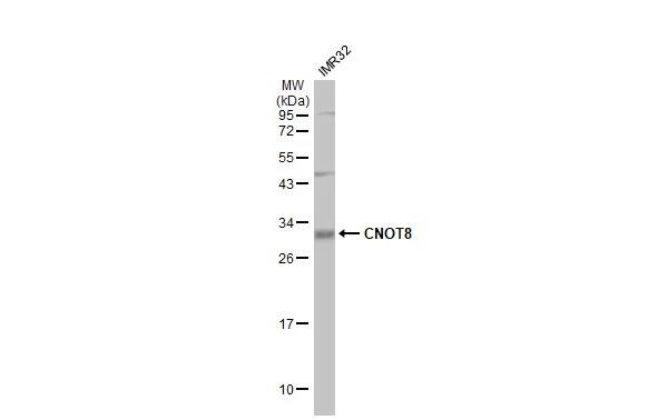 CNOT8 Antibody