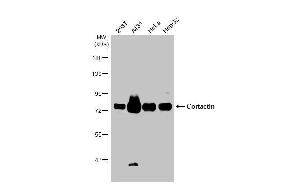 Cortactin Antibody
