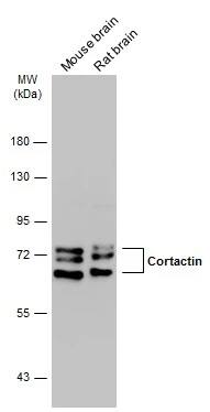 Cortactin Antibody