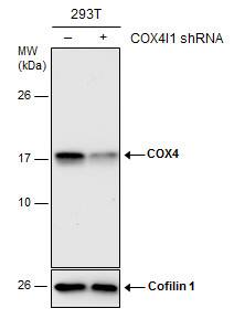 COX4 Antibody