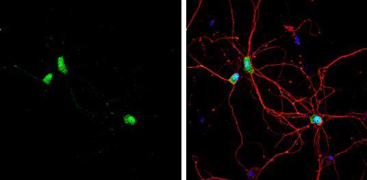 CPEB1 Antibody - BSA Free
