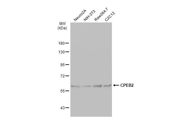 CPEB2 Antibody