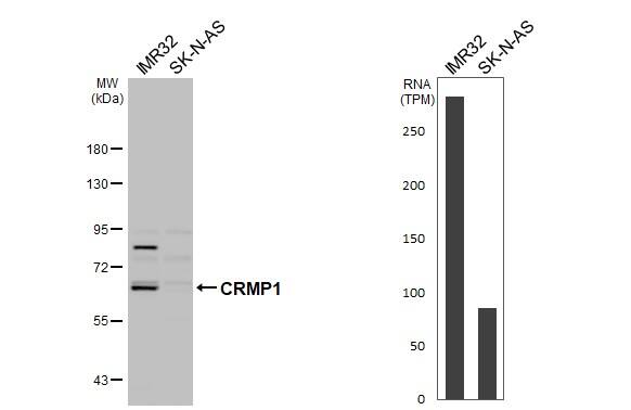 CRMP1 Antibody - BSA Free