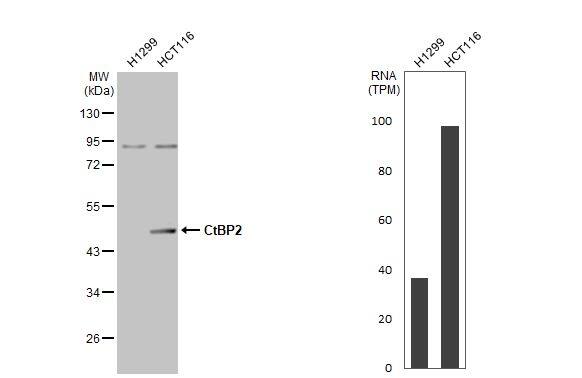 CTBP2 Antibody - BSA Free