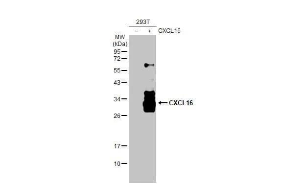 CXCL16 Antibody - BSA Free