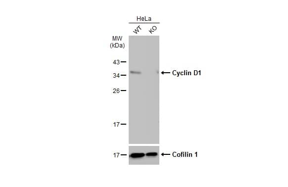 Cyclin D1 Antibody