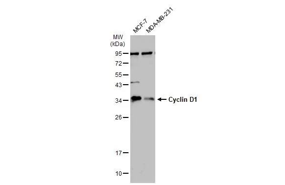 Cyclin D1 Antibody