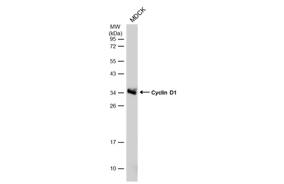 Cyclin D1 Antibody