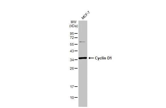 Cyclin D1 Antibody - BSA Free