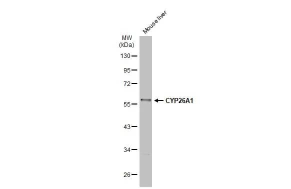 CYP26A1 Antibody