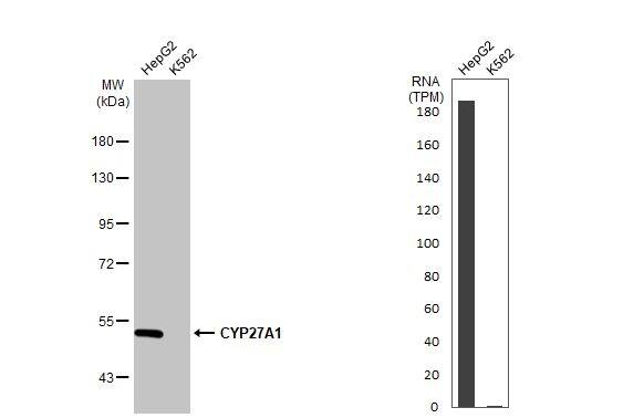 CYP27A1 Antibody