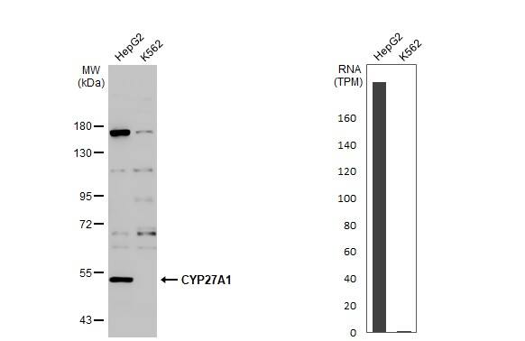 CYP27A1 Antibody