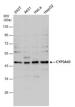 CYP3A43 Antibody