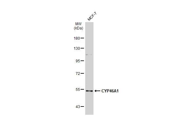 CYP46A1 Antibody