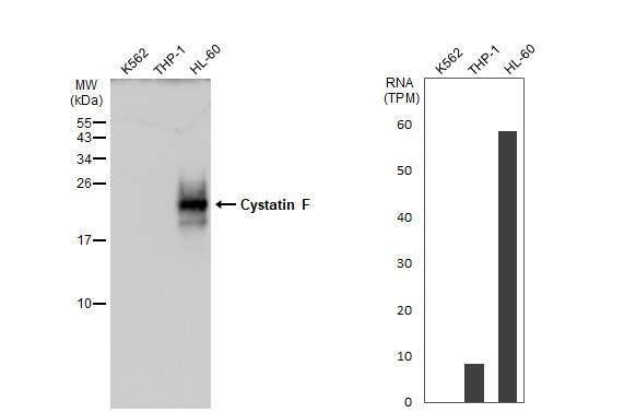 Cystatin F Antibody