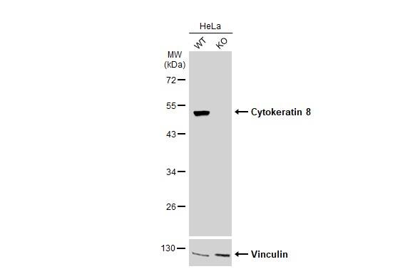 Cytokeratin 8 Antibody - BSA Free
