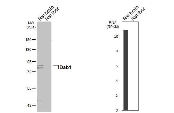 DAB1 Antibody - BSA Free