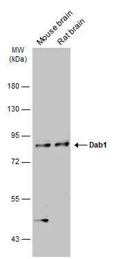 DAB1 Antibody - BSA Free