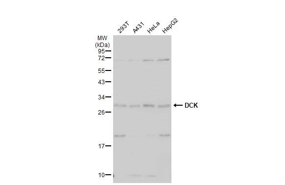 DCK Antibody