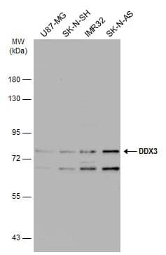 DDX3 Antibody