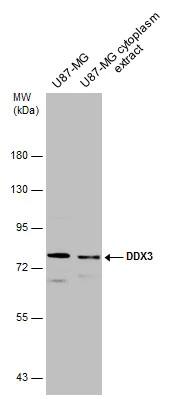 DDX3 Antibody