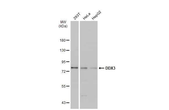 DDX3 Antibody - BSA Free
