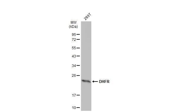 Dihydrofolate Reductase/DHFR Antibody