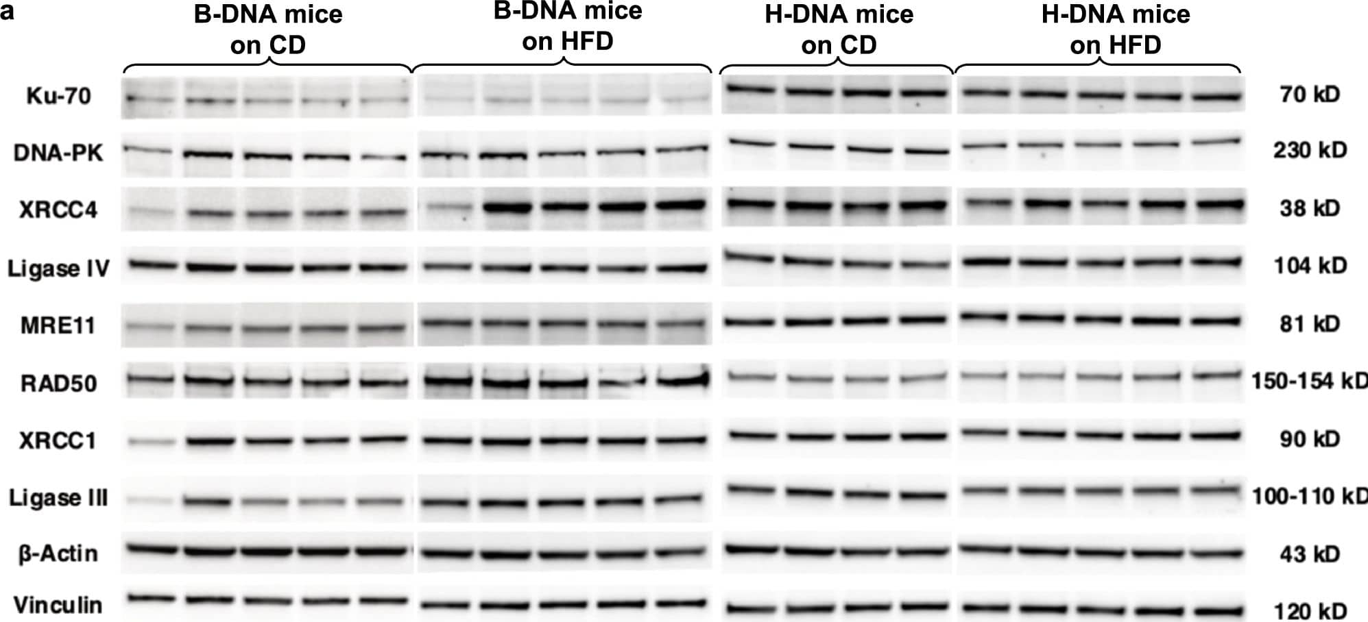 DNA Ligase IV Antibody - BSA Free