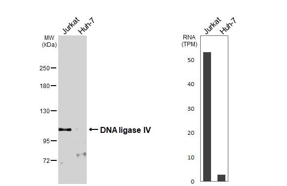DNA Ligase IV Antibody - BSA Free