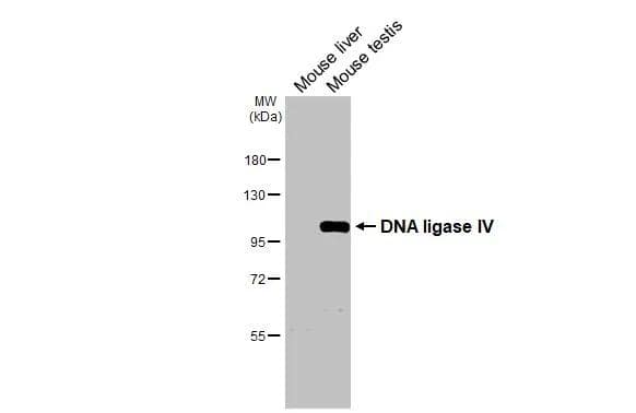 DNA Ligase IV Antibody - BSA Free