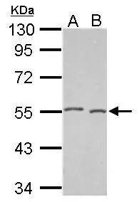 DNAJA2 Antibody