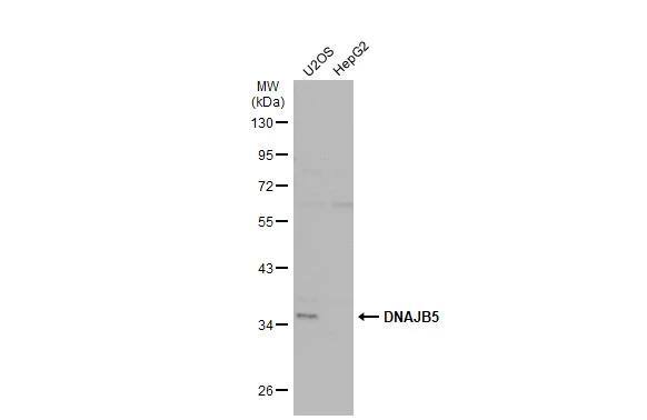 DNAJB5 Antibody - BSA Free