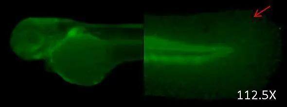 DNAJB6 Antibody - BSA Free