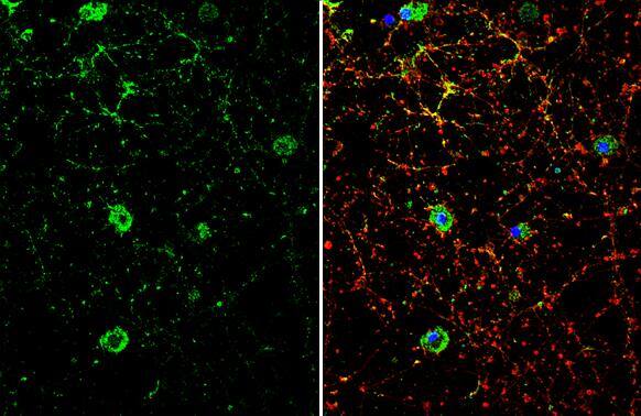 Dopamine D1R/DRD1 Antibody - BSA Free