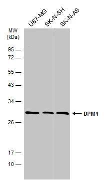 DPM1 Antibody - BSA Free