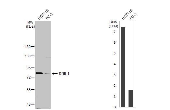 DRIL1 Antibody - BSA Free