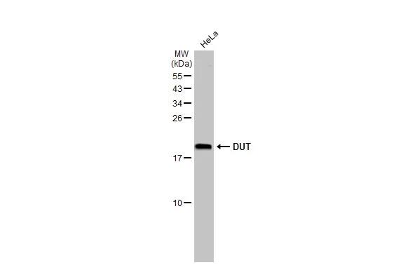 dUTPase Antibody