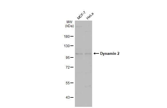 Dynamin 2 Antibody