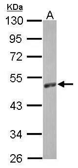 PA2G4/EBP1 Antibody
